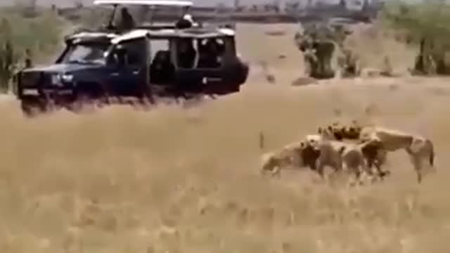 An ambush of four cheetahs and a sudden attack on the prey