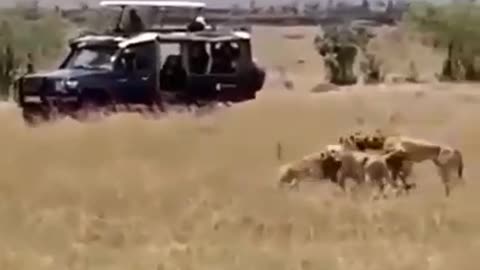 An ambush of four cheetahs and a sudden attack on the prey