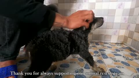 Try to rescue poor dog that was dragged on the street by a man using a motorbike, impressive rescue