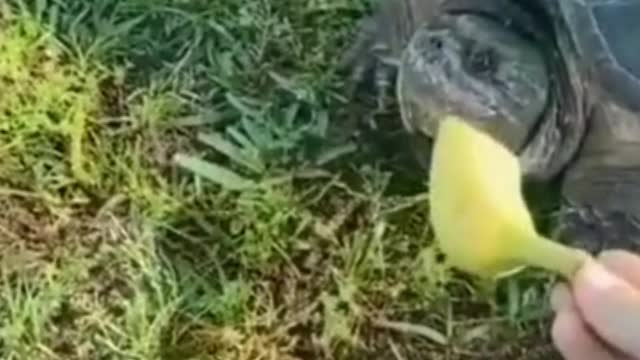 Surely you will scare this pet