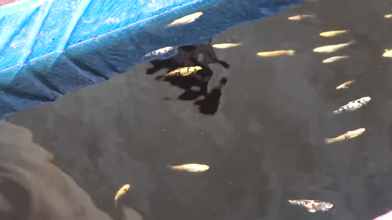 first Aquatics 1-2