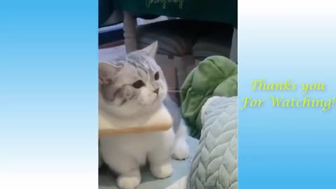 cute and adorable cat