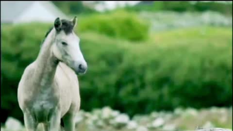 Very beautiful and lovely horses