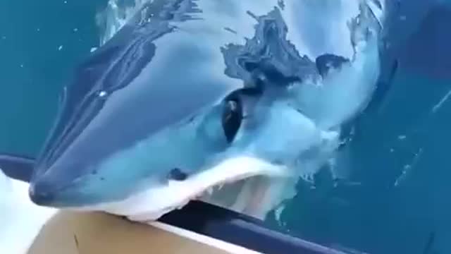 The shark agent decided to scout out how people were doing, but she was discovered.