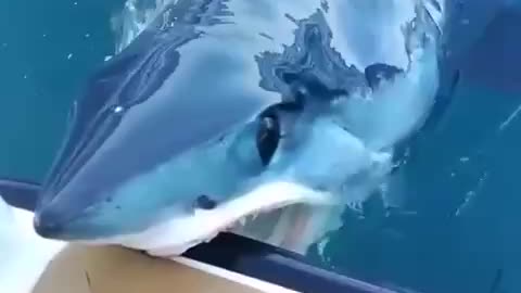 The shark agent decided to scout out how people were doing, but she was discovered.