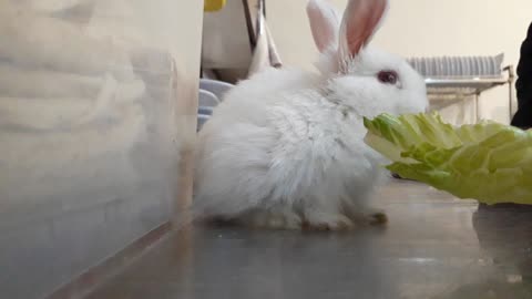 My clever and beautiful rabbit