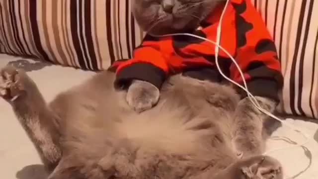 Cute Cat listening music to chill his moode❤💕-pet lover