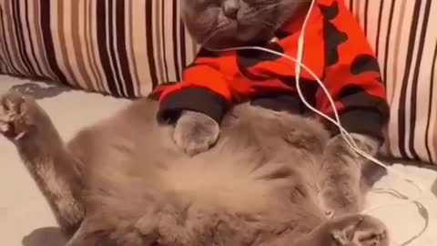 Cute Cat listening music to chill his moode❤💕-pet lover