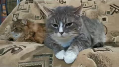 Cats - Baby cats - funny and fluffy (7) / Gatos - Filhotes - engraçados e fofos (7) #shorts