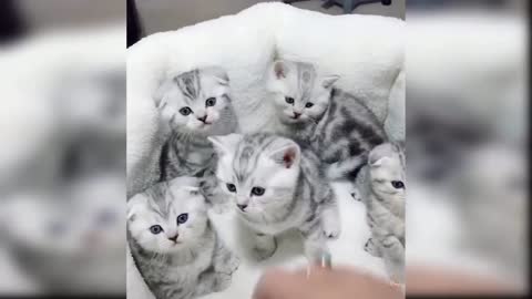 Baby Cats