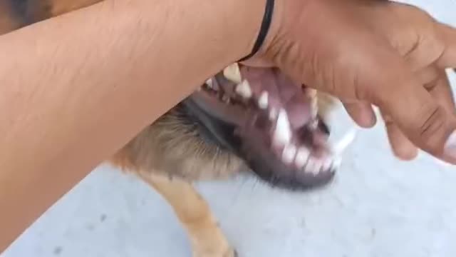 Angry German Shepherd |Playing with Owner|