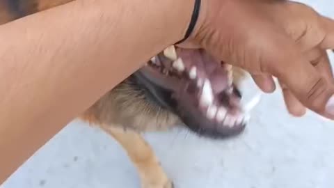 Angry German Shepherd |Playing with Owner|