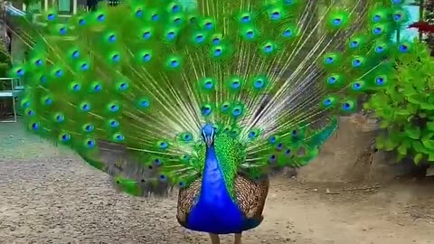 (mp4)Peafowl Bird Sounds/Call #peacock #birds