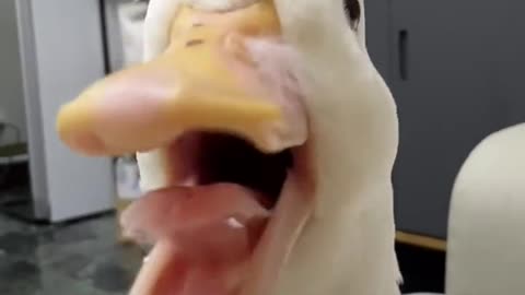 duck