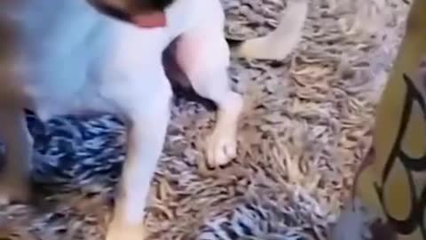 Funny animal video