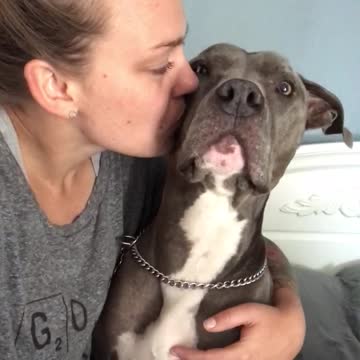 This dog is very loved.