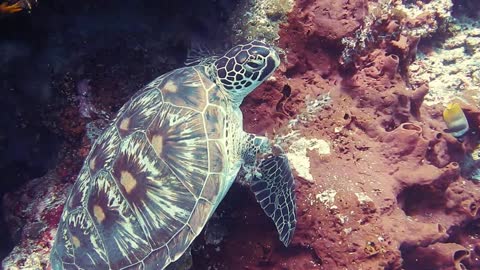 Turtle Underwater Playing