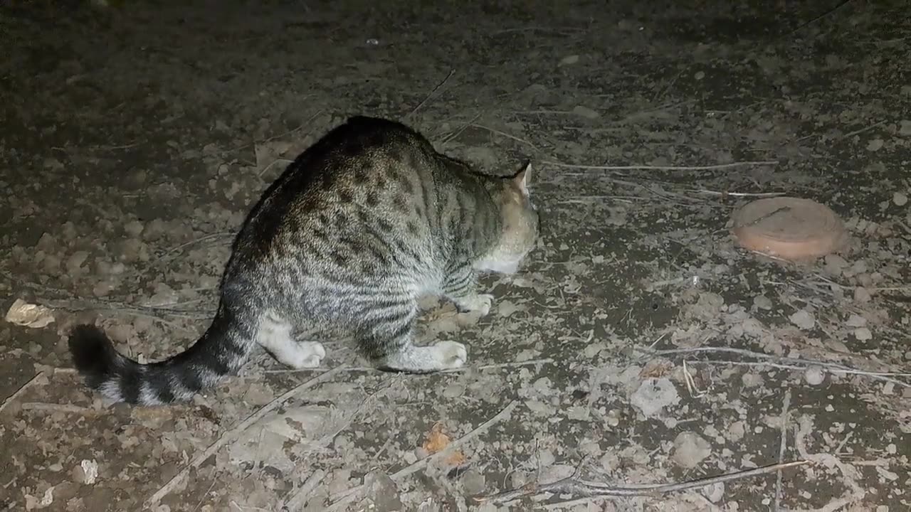 Night adventures of cute cats. These cats are so cute 🤗