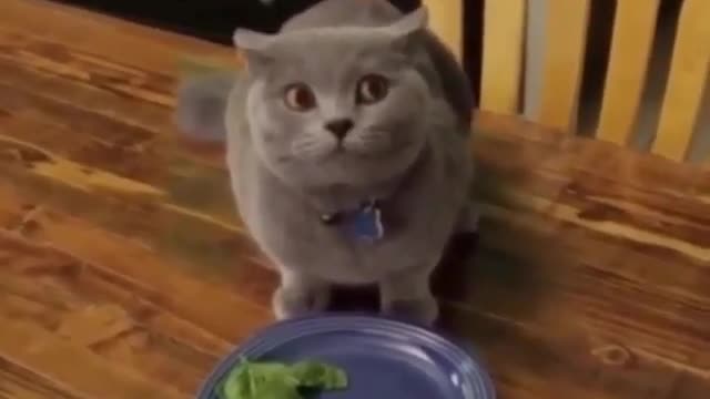 Funny and Cute Cats Videos #191