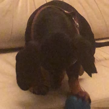 Funny dog playing with a toy