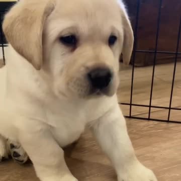 Must fight back against the CLAW shorts