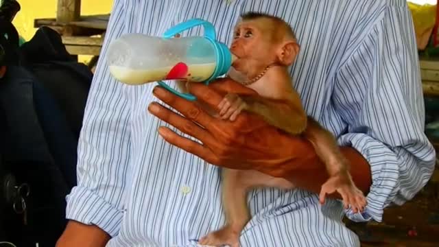 Baby Monkey 1