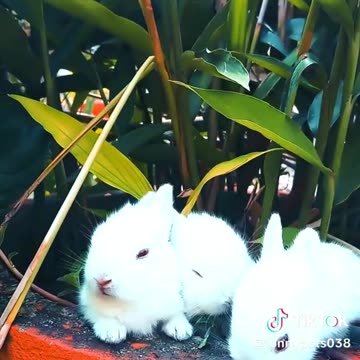 Bunny friends in California