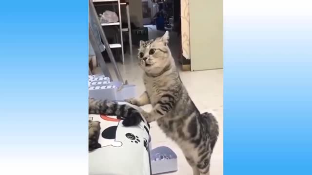 Top Funny Cat Dog Videos of The Weekly