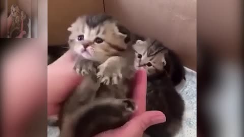 A few newborn cats