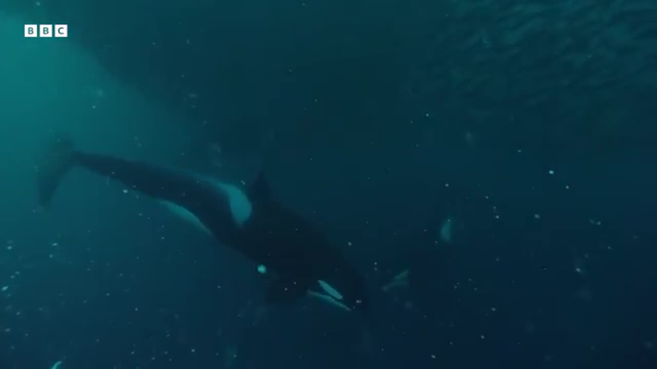 Amazing Orca Moments