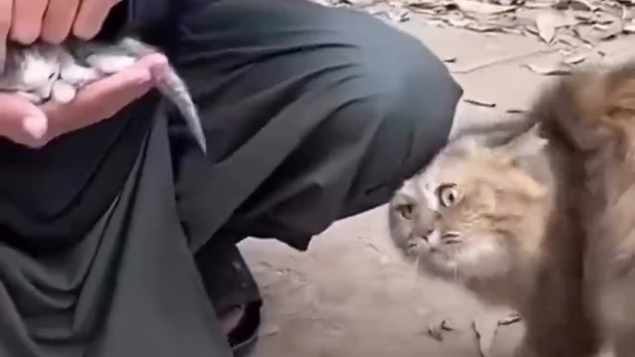 this cat need help with human for helping he son