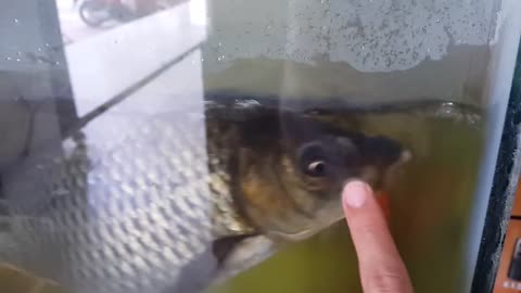 The strange fish grow flowers on both eyes