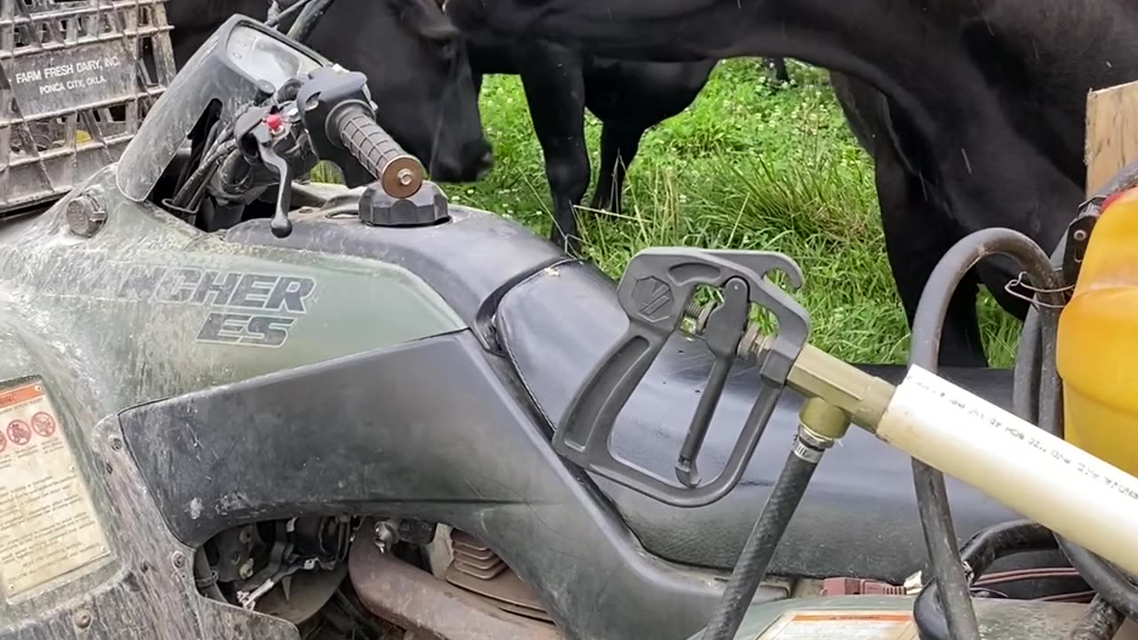 Cow Finds a Way to Scratch Itchy Nose