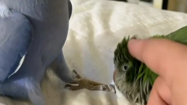 Parrots 🦜 love each other