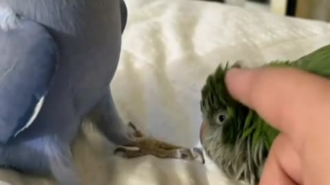 Parrots 🦜 love each other