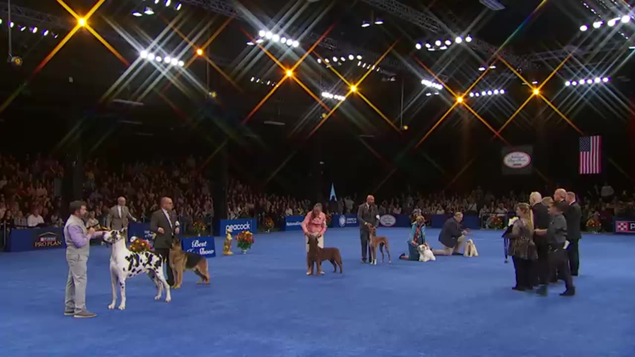 National Dog Show 2023: Best in Show (Full Judging)