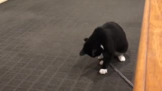 Silly Kitty Bounces Around Bug