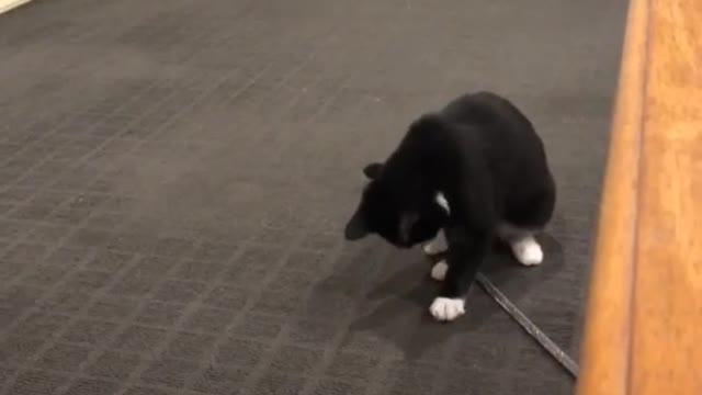 Silly Kitty Bounces Around Bug