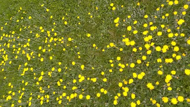 Mouse-ear-hawkweed