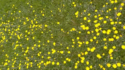 Mouse-ear-hawkweed