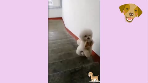 Sweet dog is climbing the stairs.#6😂🐶