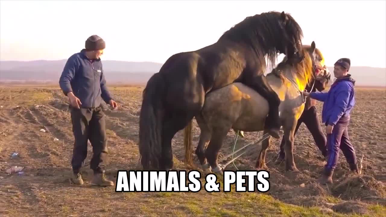 Big Horses Mating