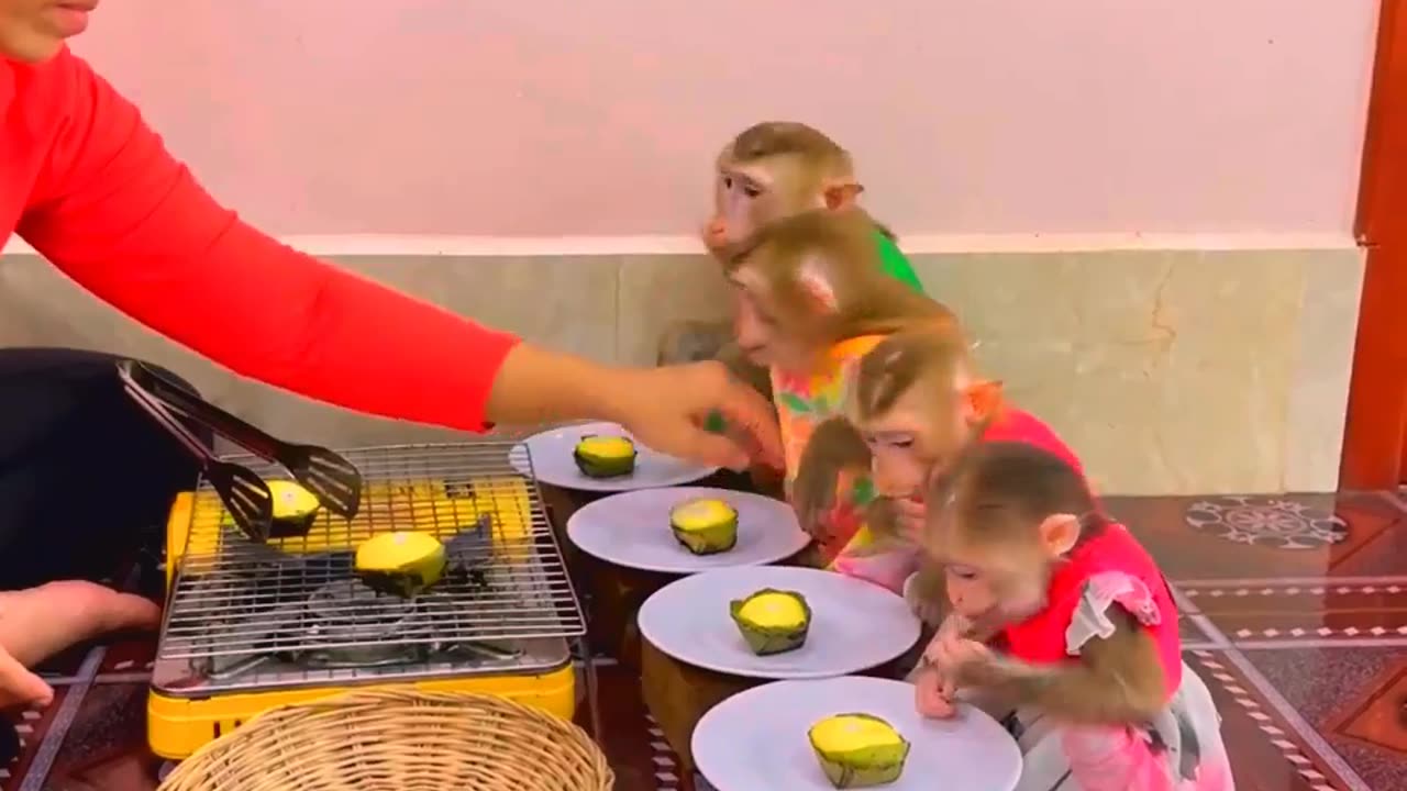 They are Clever and Lovely #monkeys #pets #animals #funny #12