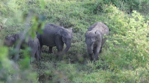 Elephant videos