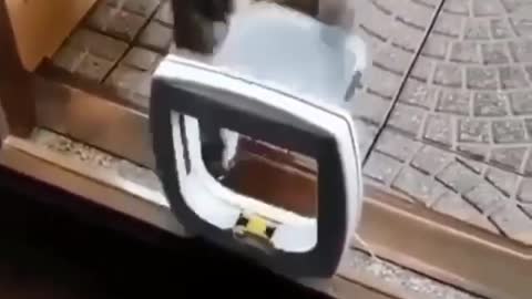 Cat has serious boxing match with his door flap