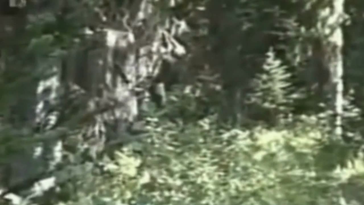 Paul Freeman's 1994 Bigfoot Video