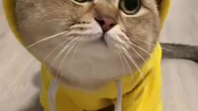 So cute cat | funny cat videos