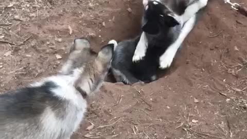 Husky Rita play with his babies