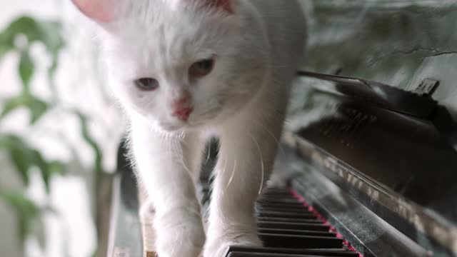 A Cat Walking Over The Piano Keyboard