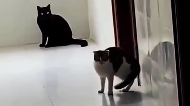 funny cat